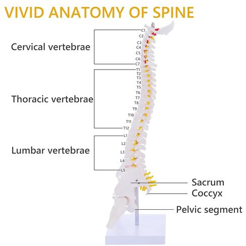 نموذج تشريح العمود الفقري الصغير - نموذج العمود الفقري البشري المصغر المرن مقاس 15.5 بوصة مع جميع الأعصاب للتعلم الطبي - لتعليم التدريس والدراسة والعرض in Kuwait
