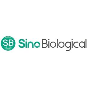 10514-MM08-100 - ماوس MAB PDGFRB/CD140B 08 Human 100UL (كل منهما) in Saudi Arabia