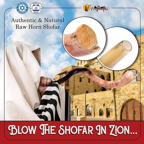 مجموعة كوشير شوفار مصقولة بالكامل من إسرائيل، كودو شوفار هورن، شهادة موقعة رسميًا، صنع في إسرائيل (16 بوصة - 20 بوصة) in Kuwait