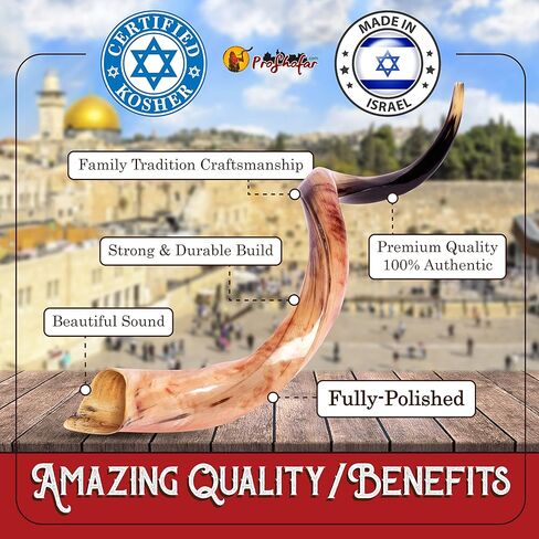مجموعة كوشير شوفار مصقولة بالكامل من إسرائيل، كودو شوفار هورن، شهادة موقعة رسميًا، صنع في إسرائيل (16 بوصة - 20 بوصة) in Kuwait