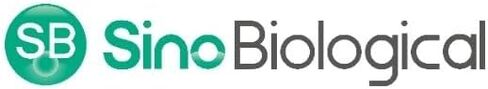 10514-MM08-100 - ماوس MAB PDGFRB/CD140B 08 Human 100UL (كل منهما) in Saudi Arabia