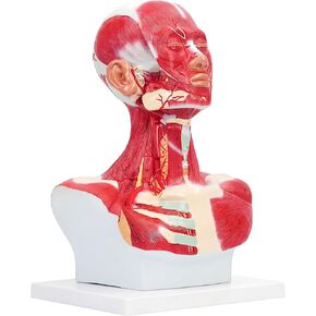 نموذج تشريحي لعضلات الصدر والرقبة، شكل تشريحي بشري، نموذج جسم الإنسان، نموذج تشريحي للرأس البشري والعضلات لتدريب الوجه البلاستيكي الدقيق، جراحة الوجه العضلية in Kuwait