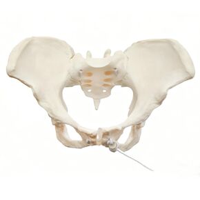 Human Female Pelvic Anatomy Model with Elastic Rope, Flexible 1:1 Life Size Pelvis Skeleton Model for Physiology Science Study & Anatomical Educational or Patient Communication in Saudi Arabia