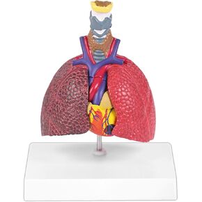 JNMFTD نموذج الجهاز التنفسي البشري، حجم الحياة الصغير 5 أجزاء صحية ومرضية الرئة مقارنة الحنجرة القلب نموذج تشريح الأعضاء القابلة للإزالة مع بطاقة يدوية PVC لعرض الدراسة الطبية التعليمية in Kuwait