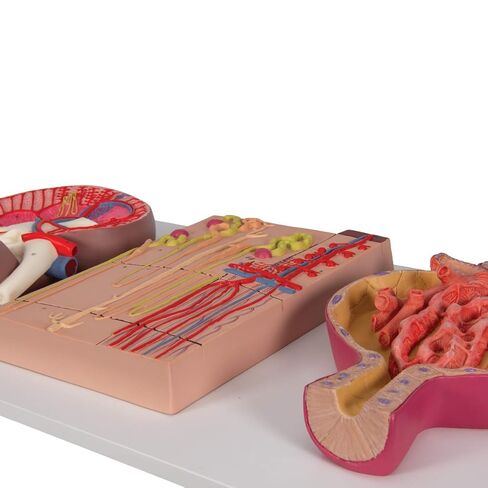 3B Scientific K11 Kidney Sect. Nephrons Blood Vessels and Renal Corpuscle - 3B Smart Anatomy in Saudi Arabia