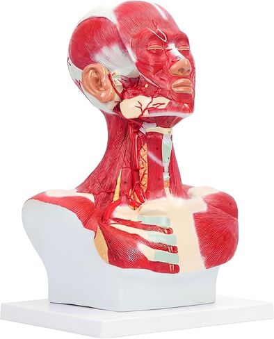 نموذج تشريحي لعضلات الصدر والرقبة، شكل تشريحي بشري، نموذج جسم الإنسان، نموذج تشريحي للرأس البشري والعضلات لتدريب الوجه البلاستيكي الدقيق، جراحة الوجه العضلية in Kuwait