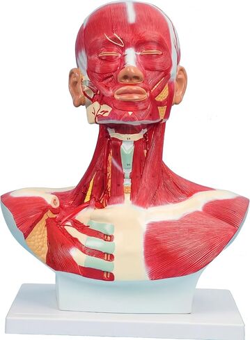 نموذج تشريحي لعضلات الصدر والرقبة، شكل تشريحي بشري، نموذج جسم الإنسان، نموذج تشريحي للرأس البشري والعضلات لتدريب الوجه البلاستيكي الدقيق، جراحة الوجه العضلية in Kuwait