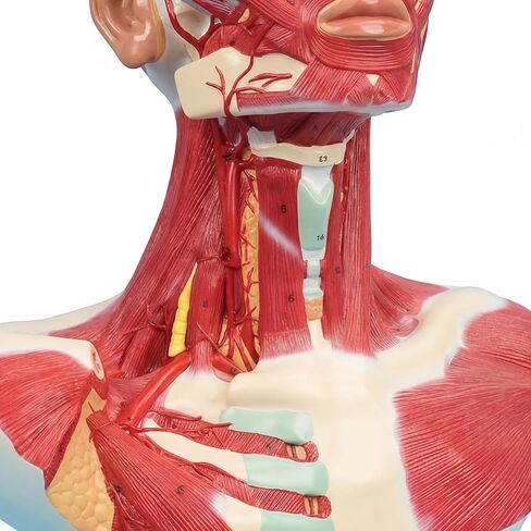 نموذج تشريحي لعضلات الصدر والرقبة، شكل تشريحي بشري، نموذج جسم الإنسان، نموذج تشريحي للرأس البشري والعضلات لتدريب الوجه البلاستيكي الدقيق، جراحة الوجه العضلية in Kuwait