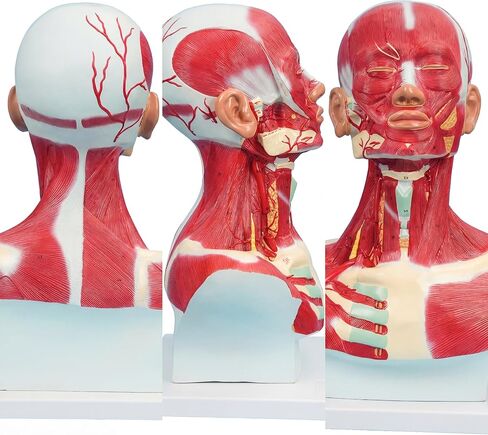 نموذج تشريحي لعضلات الصدر والرقبة، شكل تشريحي بشري، نموذج جسم الإنسان، نموذج تشريحي للرأس البشري والعضلات لتدريب الوجه البلاستيكي الدقيق، جراحة الوجه العضلية in Kuwait