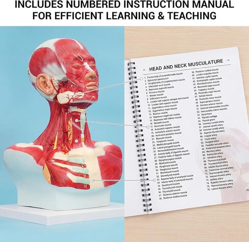 نموذج تشريحي لعضلات الصدر والرقبة، شكل تشريحي بشري، نموذج جسم الإنسان، نموذج تشريحي للرأس البشري والعضلات لتدريب الوجه البلاستيكي الدقيق، جراحة الوجه العضلية in Kuwait