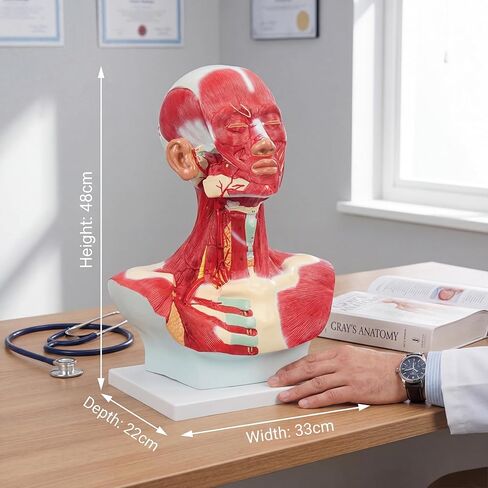 نموذج تشريحي لعضلات الصدر والرقبة، شكل تشريحي بشري، نموذج جسم الإنسان، نموذج تشريحي للرأس البشري والعضلات لتدريب الوجه البلاستيكي الدقيق، جراحة الوجه العضلية in Kuwait