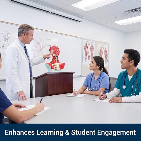 نموذج تشريحي لعضلات الصدر والرقبة، شكل تشريحي بشري، نموذج جسم الإنسان، نموذج تشريحي للرأس البشري والعضلات لتدريب الوجه البلاستيكي الدقيق، جراحة الوجه العضلية in Kuwait