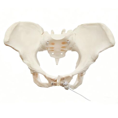 Human Female Pelvic Anatomy Model with Elastic Rope, Flexible 1:1 Life Size Pelvis Skeleton Model for Physiology Science Study & Anatomical Educational or Patient Communication in Saudi Arabia