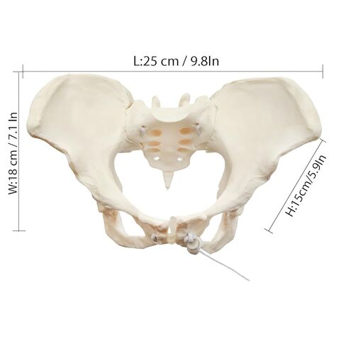 Human Female Pelvic Anatomy Model with Elastic Rope, Flexible 1:1 Life Size Pelvis Skeleton Model for Physiology Science Study & Anatomical Educational or Patient Communication in Saudi Arabia