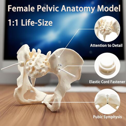 Human Female Pelvic Anatomy Model with Elastic Rope, Flexible 1:1 Life Size Pelvis Skeleton Model for Physiology Science Study & Anatomical Educational or Patient Communication in Saudi Arabia