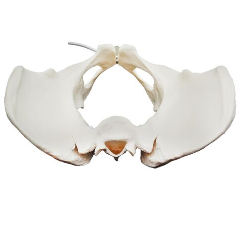 Human Female Pelvic Anatomy Model with Elastic Rope, Flexible 1:1 Life Size Pelvis Skeleton Model for Physiology Science Study & Anatomical Educational or Patient Communication in Saudi Arabia