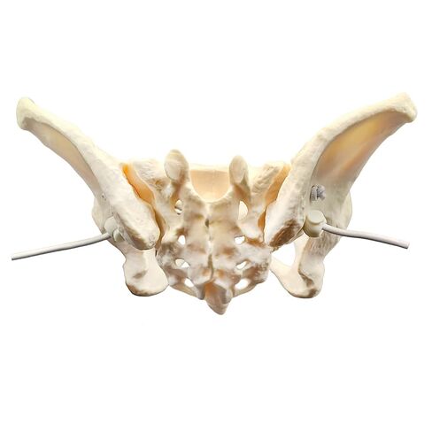 Human Female Pelvic Anatomy Model with Elastic Rope, Flexible 1:1 Life Size Pelvis Skeleton Model for Physiology Science Study & Anatomical Educational or Patient Communication in Saudi Arabia