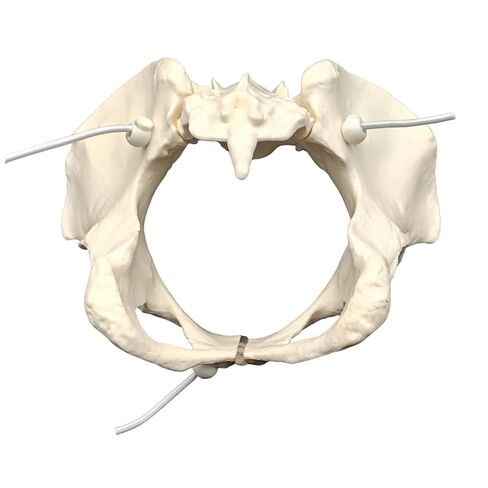 Human Female Pelvic Anatomy Model with Elastic Rope, Flexible 1:1 Life Size Pelvis Skeleton Model for Physiology Science Study & Anatomical Educational or Patient Communication in Saudi Arabia
