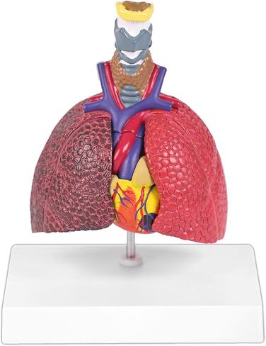 JNMFTD نموذج الجهاز التنفسي البشري، حجم الحياة الصغير 5 أجزاء صحية ومرضية الرئة مقارنة الحنجرة القلب نموذج تشريح الأعضاء القابلة للإزالة مع بطاقة يدوية PVC لعرض الدراسة الطبية التعليمية in Kuwait