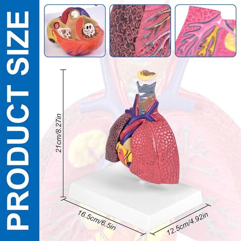 JNMFTD نموذج الجهاز التنفسي البشري، حجم الحياة الصغير 5 أجزاء صحية ومرضية الرئة مقارنة الحنجرة القلب نموذج تشريح الأعضاء القابلة للإزالة مع بطاقة يدوية PVC لعرض الدراسة الطبية التعليمية in Kuwait