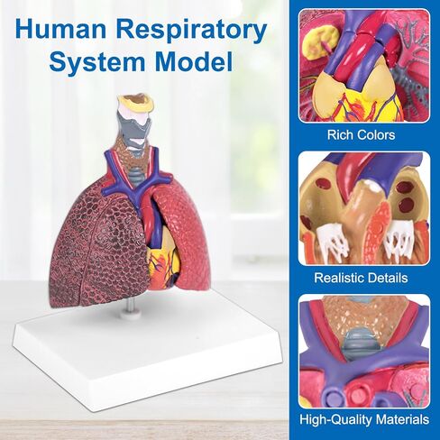 JNMFTD نموذج الجهاز التنفسي البشري، حجم الحياة الصغير 5 أجزاء صحية ومرضية الرئة مقارنة الحنجرة القلب نموذج تشريح الأعضاء القابلة للإزالة مع بطاقة يدوية PVC لعرض الدراسة الطبية التعليمية in Kuwait