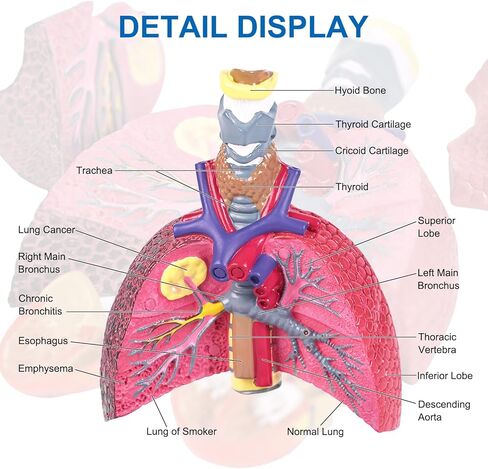 JNMFTD نموذج الجهاز التنفسي البشري، حجم الحياة الصغير 5 أجزاء صحية ومرضية الرئة مقارنة الحنجرة القلب نموذج تشريح الأعضاء القابلة للإزالة مع بطاقة يدوية PVC لعرض الدراسة الطبية التعليمية in Kuwait
