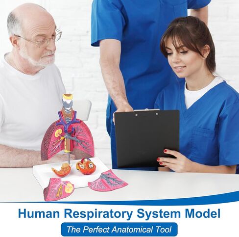 JNMFTD نموذج الجهاز التنفسي البشري، حجم الحياة الصغير 5 أجزاء صحية ومرضية الرئة مقارنة الحنجرة القلب نموذج تشريح الأعضاء القابلة للإزالة مع بطاقة يدوية PVC لعرض الدراسة الطبية التعليمية in Kuwait