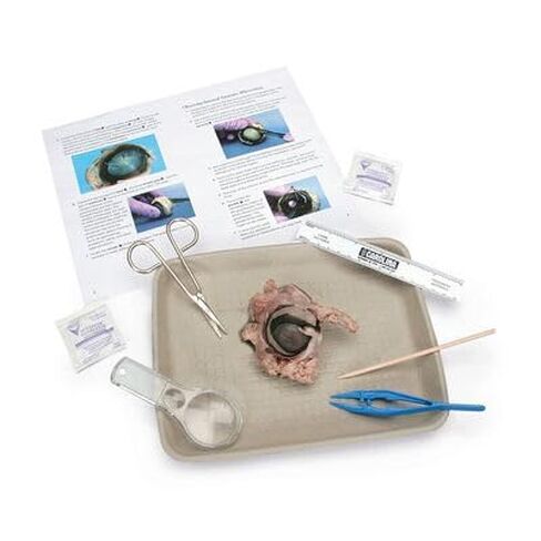Carolina's Young Scientist™ Eye Dissection Kit in Kuwait