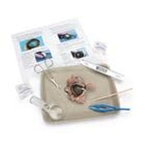 Carolina's Young Scientist™ Eye Dissection Kit in Kuwait