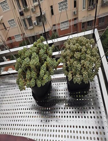 لوح مثقوب من الفولاذ المقاوم للصدأ 304، درع شبكي تهوية دائري، شاشة شبكية مزخرفة، لوحة تثقيب لسياج نافذة الشرفة، 48 × 100 سم، مقاومة للطقس، شبكة معدنية متينة in Kuwait