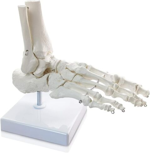 HADWYN Human Foot and Ankle Model, Life Size Medical Anatomy Foot Skeleton Model W/Tibia Fibula, Right, Fully Articulated, Human Skeleton Model for Medical Study & Science Classroom in Kuwait