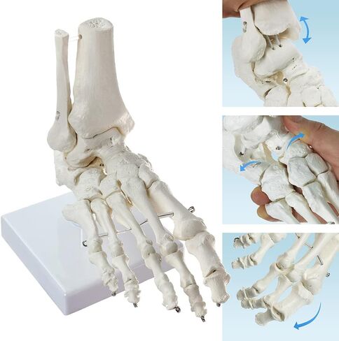 HADWYN Human Foot and Ankle Model, Life Size Medical Anatomy Foot Skeleton Model W/Tibia Fibula, Right, Fully Articulated, Human Skeleton Model for Medical Study & Science Classroom in Kuwait