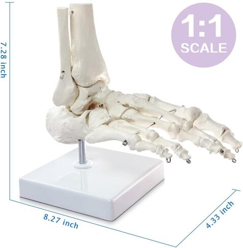 HADWYN Human Foot and Ankle Model, Life Size Medical Anatomy Foot Skeleton Model W/Tibia Fibula, Right, Fully Articulated, Human Skeleton Model for Medical Study & Science Classroom in Kuwait