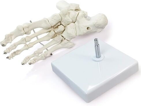 HADWYN Human Foot and Ankle Model, Life Size Medical Anatomy Foot Skeleton Model W/Tibia Fibula, Right, Fully Articulated, Human Skeleton Model for Medical Study & Science Classroom in Kuwait