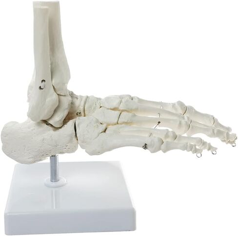HADWYN Human Foot and Ankle Model, Life Size Medical Anatomy Foot Skeleton Model W/Tibia Fibula, Right, Fully Articulated, Human Skeleton Model for Medical Study & Science Classroom in Kuwait