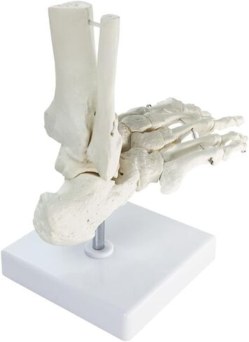 HADWYN Human Foot and Ankle Model, Life Size Medical Anatomy Foot Skeleton Model W/Tibia Fibula, Right, Fully Articulated, Human Skeleton Model for Medical Study & Science Classroom in Kuwait