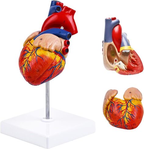 8.2in Human Heart Model Anatomy,Life Size Anatomical Heart with 48 Anatomical Structures & Mounted Display Base & Number Manual,2-Part Medical Heart Model for Cardiology Study,Classroom Demonstration in Saudi Arabia