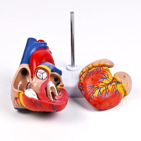 8.2in Human Heart Model Anatomy,Life Size Anatomical Heart with 48 Anatomical Structures & Mounted Display Base & Number Manual,2-Part Medical Heart Model for Cardiology Study,Classroom Demonstration in Saudi Arabia