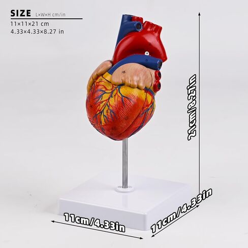 8.2in Human Heart Model Anatomy,Life Size Anatomical Heart with 48 Anatomical Structures & Mounted Display Base & Number Manual,2-Part Medical Heart Model for Cardiology Study,Classroom Demonstration in Saudi Arabia