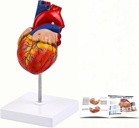 8.2in Human Heart Model Anatomy,Life Size Anatomical Heart with 48 Anatomical Structures & Mounted Display Base & Number Manual,2-Part Medical Heart Model for Cardiology Study,Classroom Demonstration in Saudi Arabia
