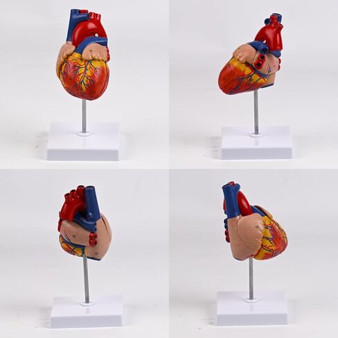 8.2in Human Heart Model Anatomy,Life Size Anatomical Heart with 48 Anatomical Structures & Mounted Display Base & Number Manual,2-Part Medical Heart Model for Cardiology Study,Classroom Demonstration in Saudi Arabia