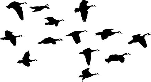 Mess of Geese Going by Sticker Goose Decal goose decals for trailer 2028 by Waterfowldecals (Medium, Black) in Kuwait