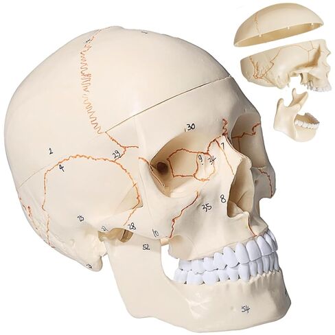 Doctor Verified 55 Number Labeled Real Human Life Size Skull Anatomy Model, 1:1 Full Size Anatomical Correct Realistic Skull Model for Studying, Medical Students in Saudi Arabia