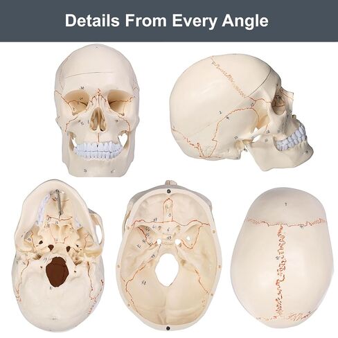 Doctor Verified 55 Number Labeled Real Human Life Size Skull Anatomy Model, 1:1 Full Size Anatomical Correct Realistic Skull Model for Studying, Medical Students in Saudi Arabia