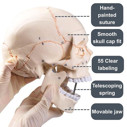 Doctor Verified 55 Number Labeled Real Human Life Size Skull Anatomy Model, 1:1 Full Size Anatomical Correct Realistic Skull Model for Studying, Medical Students in Saudi Arabia