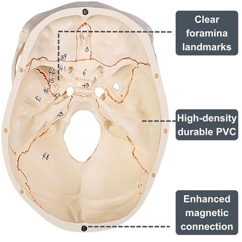 Doctor Verified 55 Number Labeled Real Human Life Size Skull Anatomy Model, 1:1 Full Size Anatomical Correct Realistic Skull Model for Studying, Medical Students in Saudi Arabia