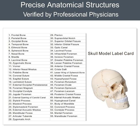 Doctor Verified 55 Number Labeled Real Human Life Size Skull Anatomy Model, 1:1 Full Size Anatomical Correct Realistic Skull Model for Studying, Medical Students in Saudi Arabia