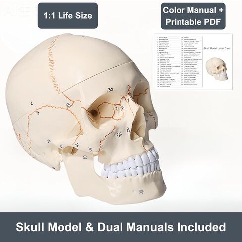 Doctor Verified 55 Number Labeled Real Human Life Size Skull Anatomy Model, 1:1 Full Size Anatomical Correct Realistic Skull Model for Studying, Medical Students in Saudi Arabia