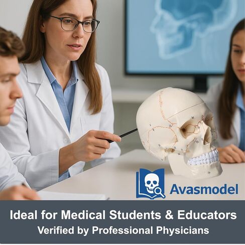 Doctor Verified 55 Number Labeled Real Human Life Size Skull Anatomy Model, 1:1 Full Size Anatomical Correct Realistic Skull Model for Studying, Medical Students in Saudi Arabia