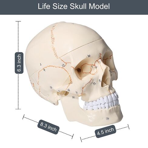 Doctor Verified 55 Number Labeled Real Human Life Size Skull Anatomy Model, 1:1 Full Size Anatomical Correct Realistic Skull Model for Studying, Medical Students in Saudi Arabia
